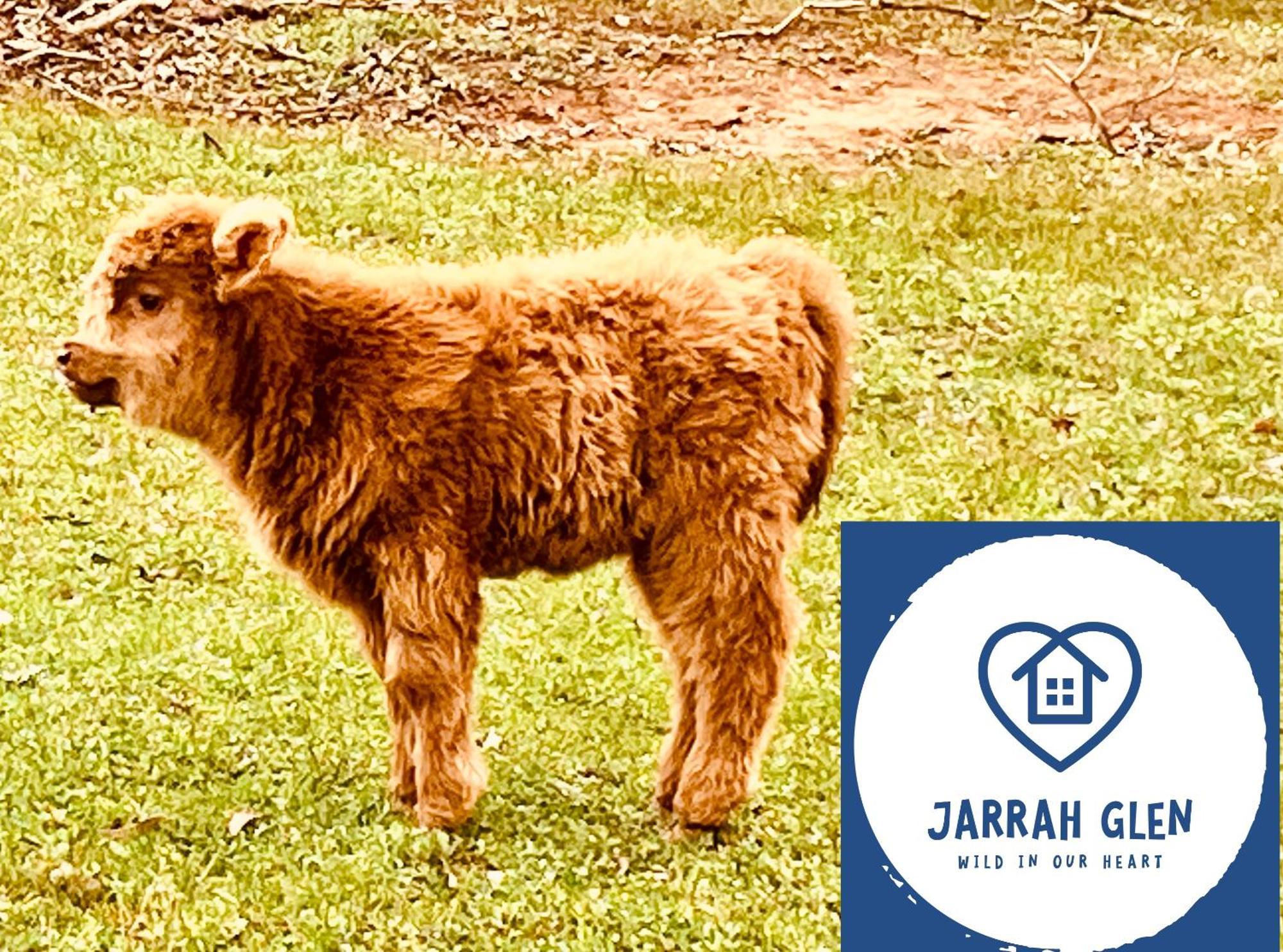 Jarrah Glen Cabins Nannup Kültér fotó