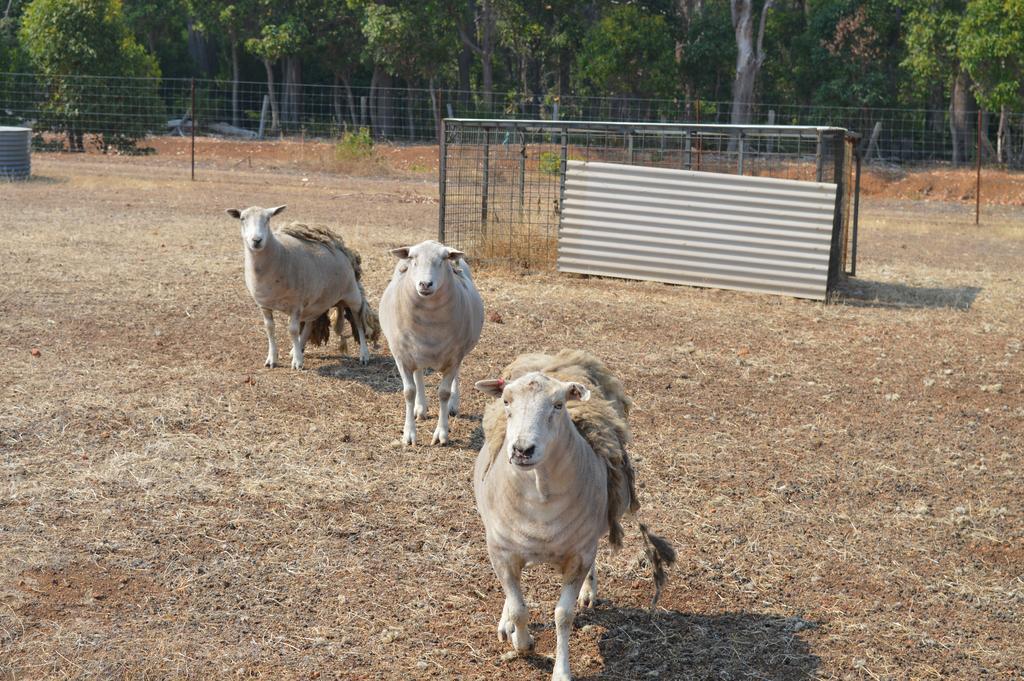 Jarrah Glen Cabins Nannup Kültér fotó